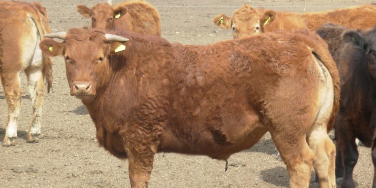 Entre los bovinos también hay travestis: Limousin difunde el Limflex, una cruza con razas británicas