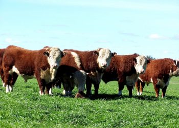 Se calienta el mercado de la carne: China suspendió sus compras a Brasil por un caso “atípico” de Vaca Loca