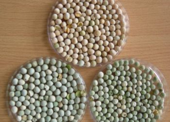 Operativo Arveja: Buenos Aires y el INTA analizan el aporte que podría hacer este cultivo a la sustentabilidad