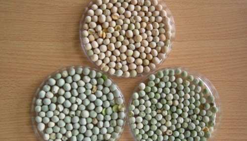 Operativo Arveja: Buenos Aires y el INTA analizan el aporte que podría hacer este cultivo a la sustentabilidad