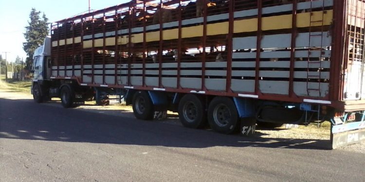 Manolo Lamas: “A los jauleros se nos va la vida en los frigoríficos”