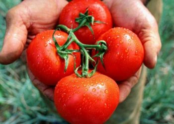 Desafío Tomate: Como si contestara a la campaña maniquea de Greenpeace, la alemana Bayer anunció una nueva línea de semillas para hacer tomates orgánicos