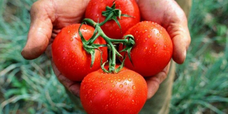 Desafío Tomate: Como si contestara a la campaña maniquea de Greenpeace, la alemana Bayer anunció una nueva línea de semillas para hacer tomates orgánicos