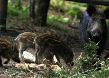 Salen a la caza de unos 9 mil cerdos salvajes en la Bahía de Samborombón