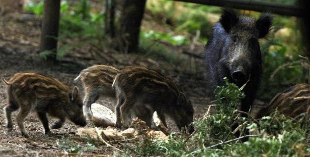Salen a la caza de unos 9 mil cerdos salvajes en la Bahía de Samborombón