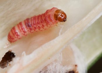 Lagarta Rosada: Presentaron un algodón transgénico que la mantiene a raya