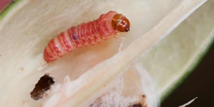 Lagarta Rosada: Presentaron un algodón transgénico que la mantiene a raya