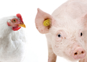 Se esfuerzan, pero el pollo y el cerdo no llegan a cubrir la fuerte caída del consumo de carne vacuna