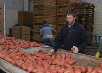 Agustín Taurizano: “Pudimos lograr la misma calidad de batata, e incluso mejor, que la que se produce en Estados Unidos”
