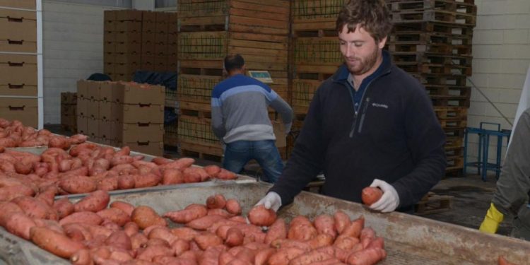 Agustín Taurizano: “Pudimos lograr la misma calidad de batata, e incluso mejor, que la que se produce en Estados Unidos”