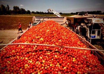 Un país de boludos: La Argentina no llega a cubrir su consumo de tomate para industria