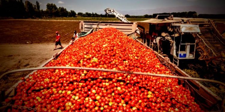 Un país de boludos: La Argentina no llega a cubrir su consumo de tomate para industria