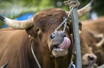 Como con los agroquímicos, el agro podría volver a ser estigmatizado (y condenado) por el maltrato animal