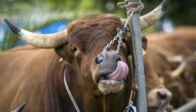 Como con los agroquímicos, el agro podría volver a ser estigmatizado (y condenado) por el maltrato animal