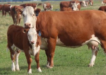 El último año se faenaron medio millón de vacas adicionales por la alta demanda desde China