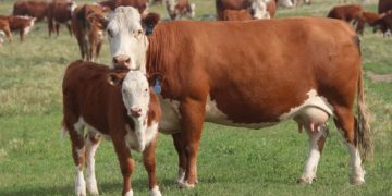 El último año se faenaron medio millón de vacas adicionales por la alta demanda desde China