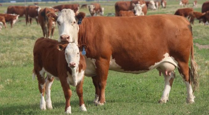 El último año se faenaron medio millón de vacas adicionales por la alta demanda desde China