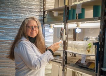 El orgullo de Dalia Lewi, investigadora del INTA: “Se obtuvieron por primera vez plantas transgénicas de algodón en Argentina”