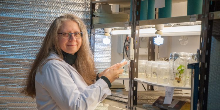 El orgullo de Dalia Lewi, investigadora del INTA: “Se obtuvieron por primera vez plantas transgénicas de algodón en Argentina”