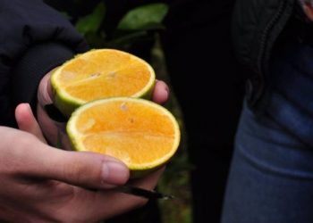 El HLB ya se detectó en seis provincias: Desde que ingreso al país en 2012 aparecieron casi 700 plantas enfermas