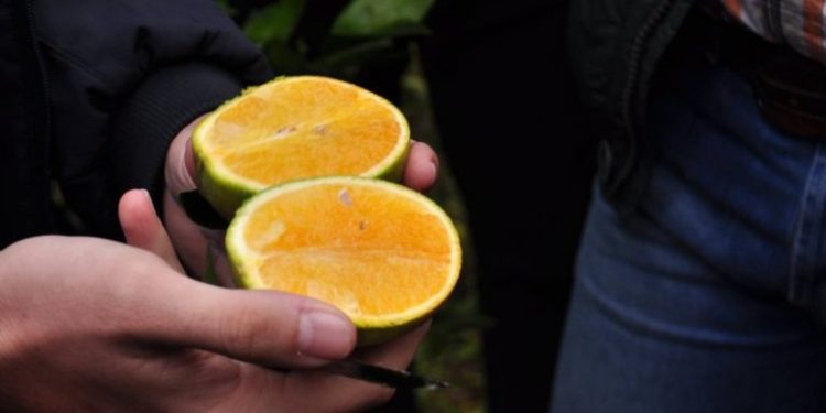 El HLB ya se detectó en seis provincias: Desde que ingreso al país en 2012 aparecieron casi 700 plantas enfermas