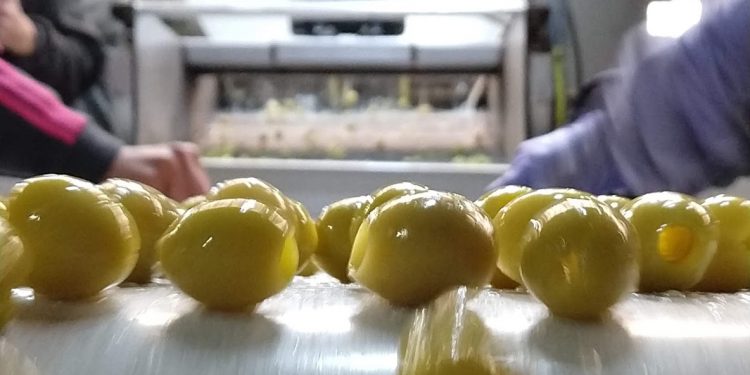 La Rioja se planta: Lanzó su propia “ruta del olivo” y va por una revalorización de la variedad Arauco