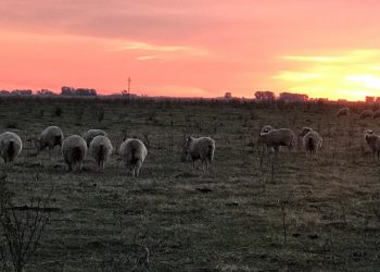 El sector ovino se puso a soñar: No cuenta ovejas, pero proyecta incrementar el stock y la productividad