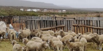 El sector ovino se puso a soñar: No cuenta ovejas, pero proyecta incrementar el stock y la productividad