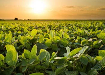 El Senasa avanza hacia la prohibición total del 2,4-D éster, el herbicida más volátil