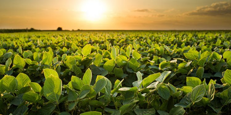 El Senasa avanza hacia la prohibición total del 2,4-D éster, el herbicida más volátil