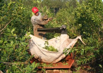 Cómo es el largo proceso para que nosotros podamos tomar un mate