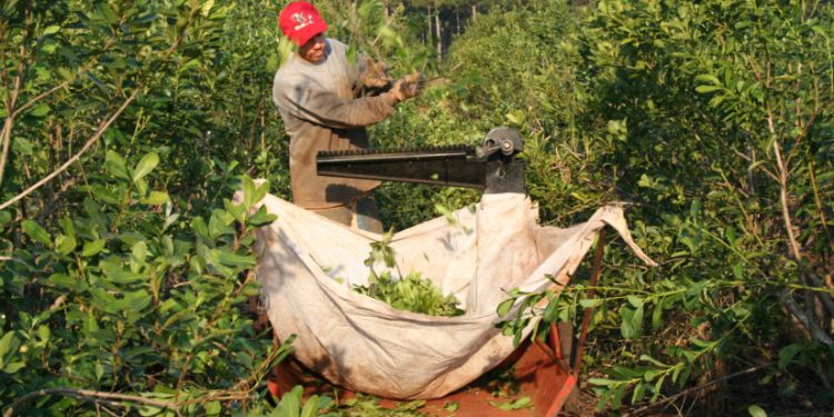 Cómo es el largo proceso para que nosotros podamos tomar un mate