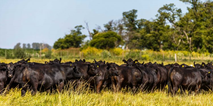 Macri pidió que no suba la carne y los frigoríficos bajaron el precio de la hacienda