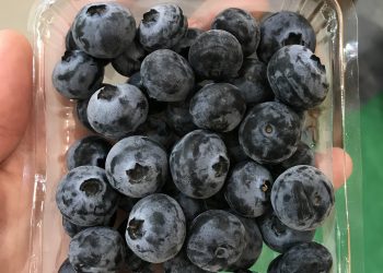 Contrato de exclusividad: Una empresa argentina producirá arándanos de diseño australiano pensando en el mercado global