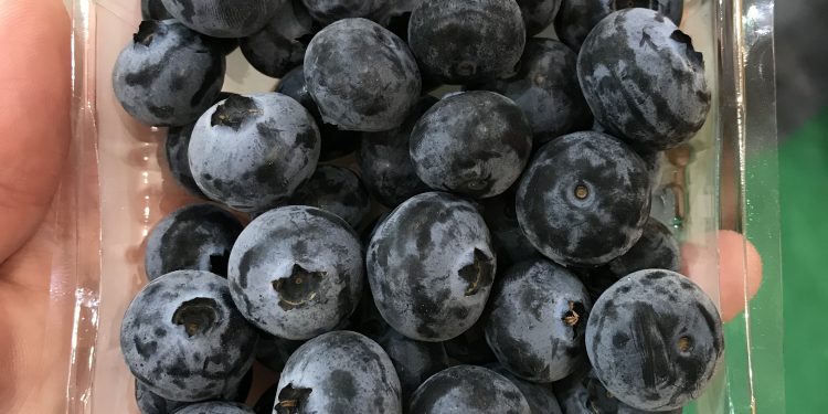 Contrato de exclusividad: Una empresa argentina producirá arándanos de diseño australiano pensando en el mercado global