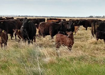 Las idas y venidas del protocolo para exportar carne a China: Se podría cumplir, pero haciendo las cosas “a la argentina”