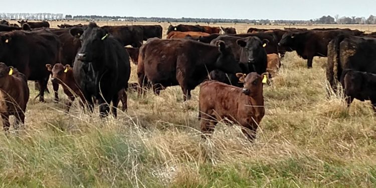 Las idas y venidas del protocolo para exportar carne a China: Se podría cumplir, pero haciendo las cosas “a la argentina”