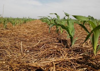 En ensayos del INTA se logró elevar 75% los rindes del maíz con fertilización y un cultivo de cobertura