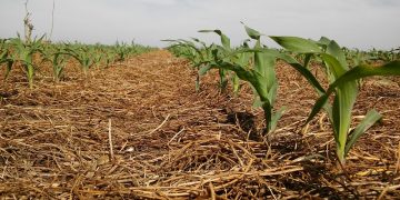 En ensayos del INTA se logró elevar 75% los rindes del maíz con fertilización y un cultivo de cobertura