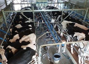 Los 355 tambos más grandes del país producen lo mismo que los 6.062 tambos más chicos