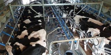 Los 355 tambos más grandes del país producen lo mismo que los 6.062 tambos más chicos