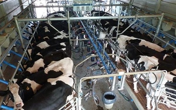 Los 355 tambos más grandes del país producen lo mismo que los 6.062 tambos más chicos