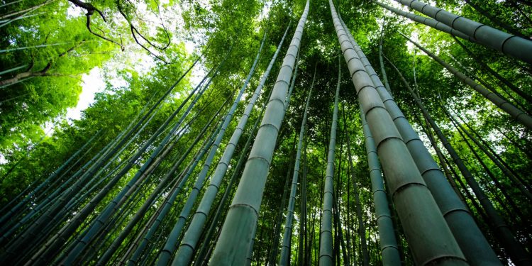 Emilia Caro, de Fundación Sustentarte: “Hay 200 mil hectáreas de bambú disponibles, que no están explotadas”