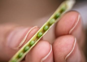 Raros cultivos nuevos: De la mano de Nuseed, la Carinata comienza a levantar vuelo