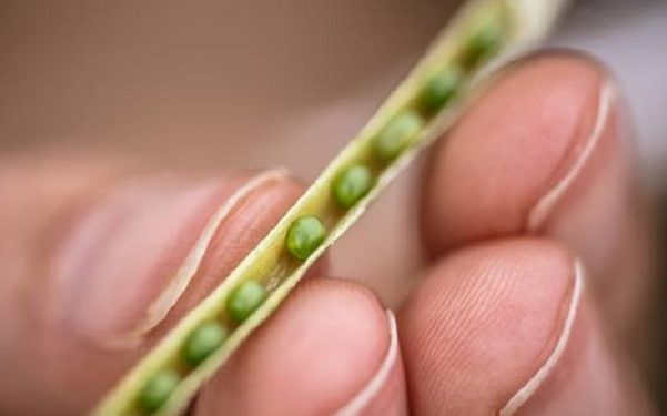 Raros cultivos nuevos: De la mano de Nuseed, la Carinata comienza a levantar vuelo