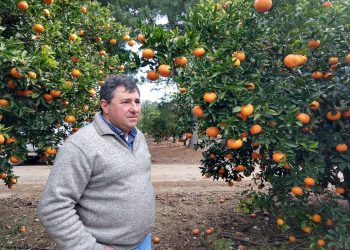 Fernando Borgo: “Los citrícolas nos hemos ido mediocrizando y hoy luchamos por sobrevivir”