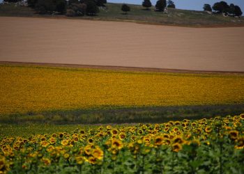 Mapearon el agro argentino y ahora se puede ver todo lo que se cultiva sobre 118 millones de hectáreas