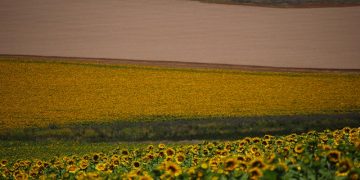 Mapearon el agro argentino y ahora se puede ver todo lo que se cultiva sobre 118 millones de hectáreas