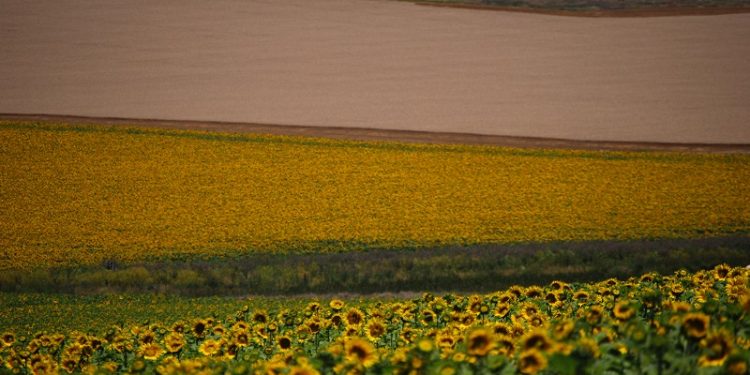 Mapearon el agro argentino y ahora se puede ver todo lo que se cultiva sobre 118 millones de hectáreas