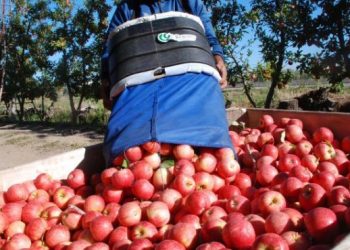 Crónicas Robadas: Una exportadora fue condenada por liquidar mal los precios de la fruta a un productor